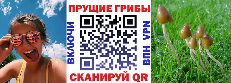 Псилоцибиновые грибы Psilocybine cubensis  где можно купить   Чистополь 