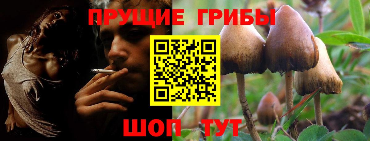 Галлюциногенные грибы Psilocybine cubensis Чистополь